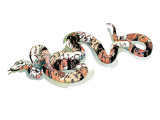 Boa Constrictor