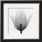 Triumph Tulip