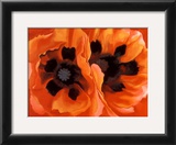 Oriental Poppies