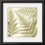 Ferns III