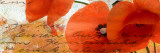 Poppies Composition III