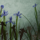 Blue Irises II