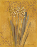 Hyacinth II