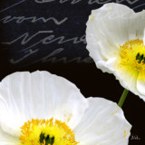 Poppies Over Black I