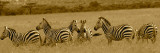 Zebras