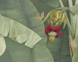 Butterfly Dance
