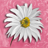 Blooming Daisy III