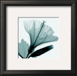 Hibiscus and Bud