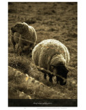 Sheep May Saftly Graze