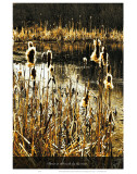 Down in the Reeds by the River