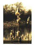 My Worn Weeds Broken
