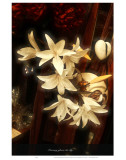 Morning Glows the Lily