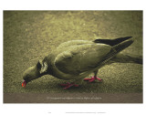 Its Not Against Any Religion to Want to Dipose of the Pigeon