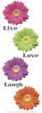 Gerbera Daisies