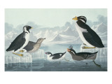 Black-Throated Guillemot  Nobbed-Billed Auk  Curled-Crested Auk  Horn-Billed Guillemot