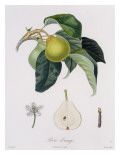 Poire D'Ange  Engraved by Bocourt  Published 1755