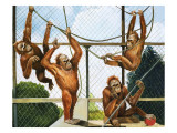Orangutans  Illustration from 'Who's Who at the Zoo'  1968