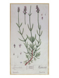 Lavender  Plate from 'Herbarium Blackwellianum' by the Artist  1757