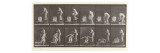 Two Women Bathing  Plate 406 from 'Animal Locomotion'  1887