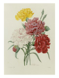 Carnations  from 'Choix Des Plus Belles Fleures'  C1833