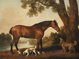 A Bay Hunter  a Springer Spaniel and a Sussex Spaniel  1782