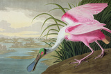 Roseate Spoonbill  Platalea Leucorodia  from 'The Birds of America'  1836