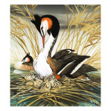 Great Crested Grebe  Illustration from 'Once Upon a Time'