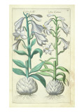 Lily: Two White Varieties from `Theatrum Florae' by ESweert