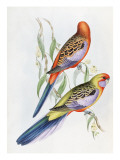 Platycercus Adelaidae from the Birds of Australia  C1840