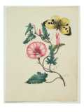 Convolvulus with Yellow Butterfly  from `Flowers'  an English Botanical Manuscript  C1840