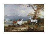 Lord Macdonald's Mares on the Grounds of Thorpe Hall  Rudston  Yorkshire  1836