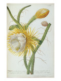Cactus: Cereus  from Trew's 'Plantae Selectae' 1750-73