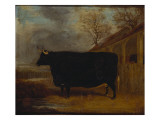A Black Bull Standing by a Cowshed  an Extensive Landscape Beyond