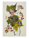 Black and Yellow Warbler Magnolia Warbler