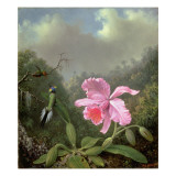 Still Life with an Orchid and a Pair of Hummingbirds  C1890S