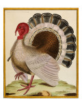 A Turkey  from 'Histoire Nouvelles Des Oiseaux'  1771-86
