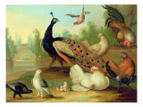 A Peacock  Doves  Chickens and a Jay in a Park