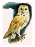 Barn Owl  Illustration from 'Peeps at Nature'  1963