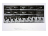 Greyhound Running  Plate 708 from 'Animal Locomotion'  1887