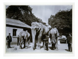 Jumbo the Elephant at London Zoo  1870S