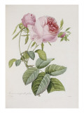 Rose  Engraved by Eustache Hyacinthe Langlois