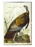 Great American Beck Male Wild Turkey