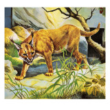 Who's Who in the Zoo: the King's Pet Cat