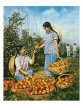 Chinese Food Production: Ripe Tomatoes  1959