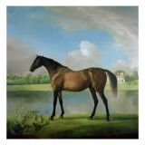 Viscount Bolingbroke's Favourite Hunter