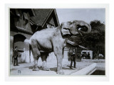 Jumbo the Elephant at London Zoo  1870S
