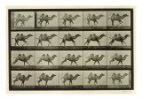 Camel  Plate from 'Animal Locomotion'  1887