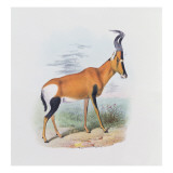 Antelope  from 'The Book of Antelopes' 