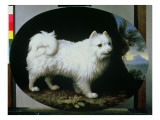 Portrait of Mrs French's White Lap-Dog  1782