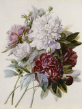 A Bouquet of Red  Pink and White Peonies